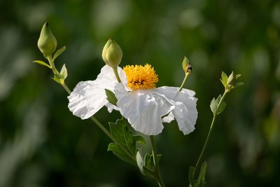Romneya coulteri, photographed by gnyquist