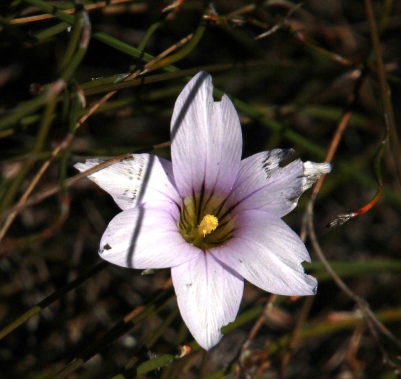 Romulea rupestris, photographed by Tony Rebelo