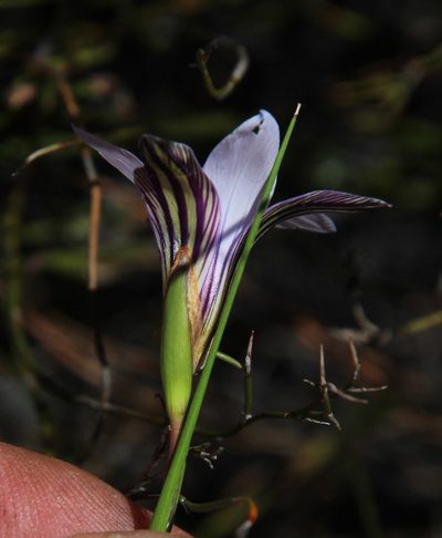 Romulea rupestris, photographed by Tony Rebelo