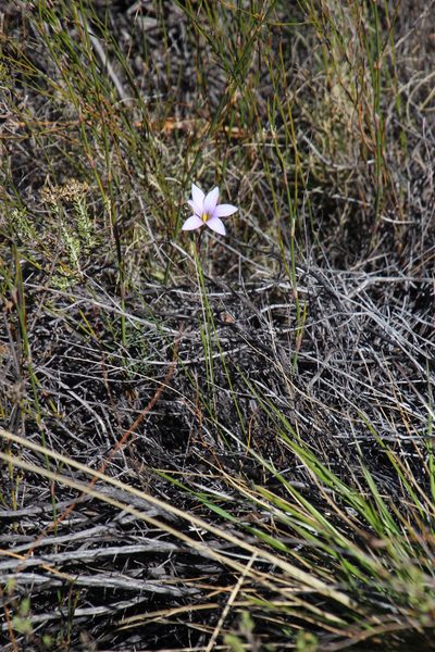 Romulea rupestris, photographed by Tony Rebelo