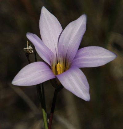 Romulea rupestris, photographed by Tony Rebelo