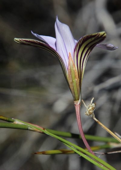 Romulea rupestris, photographed by Tony Rebelo