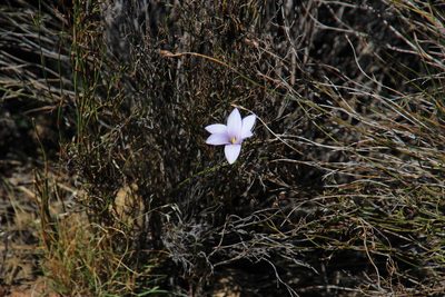 Romulea rupestris, photographed by Tony Rebelo