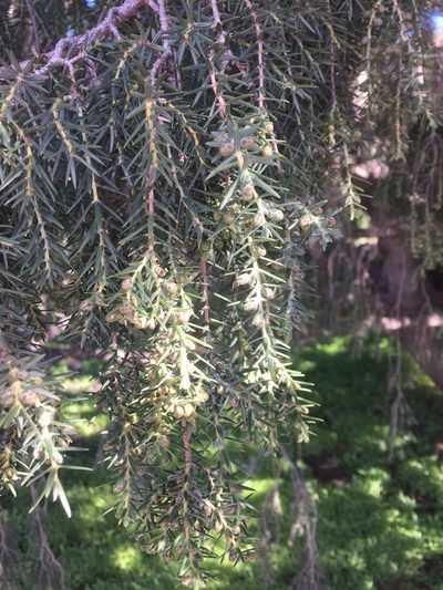 Juniperus cedrus, photographed by Andre Hosper