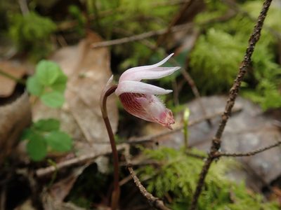 Calypso bulbosa, photographed by Randal