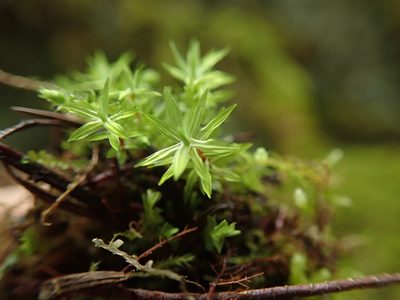 Timmia austriaca, photographed by Randal