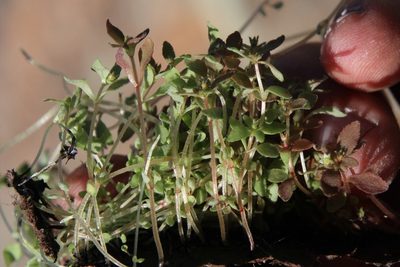 Crassula strigosa, photographed by Tony Rebelo