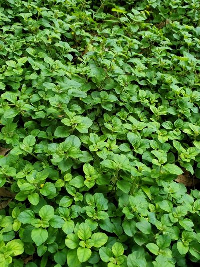 Lysimachia japonica, photographed by Joshua Soileau