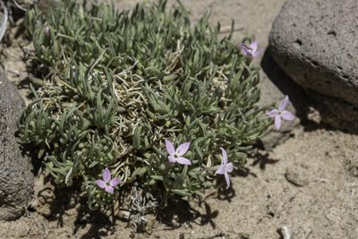 Houstonia rubra, photographed by Craig Martin