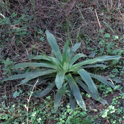 Eryngium elegans, photographed by Gustavo Puente