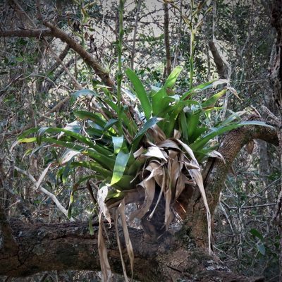 Vriesea friburgensis, photographed by Gustavo Puente