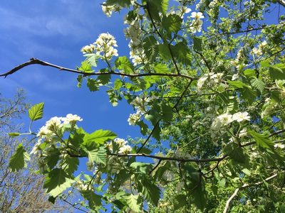 Crataegus mollis, photographed by Daniel Atha