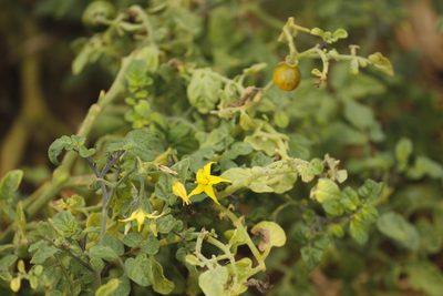 Solanum pimpinellifolium, photographed by Ruth Gutiérrez Oliveros