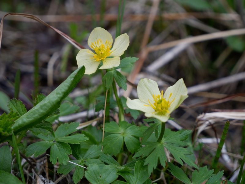 Trollius laxus, photographed by Bonnie Semmling