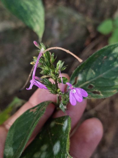 Justicia goudotii, photographed by Sol Quipildor