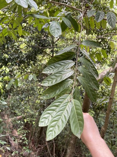 Casearia velutina, photographed by Yj