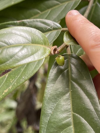Casearia velutina, photographed by Yj