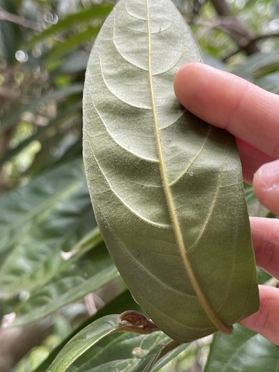 Casearia velutina, photographed by Yj