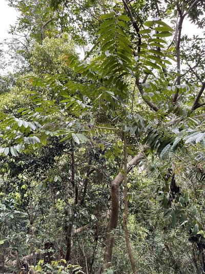 Casearia velutina, photographed by Yj