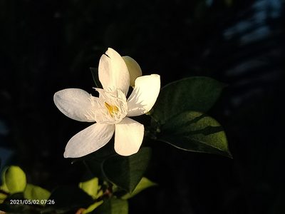 Wrightia antidysenterica, photographed by Ong Jyh Seng