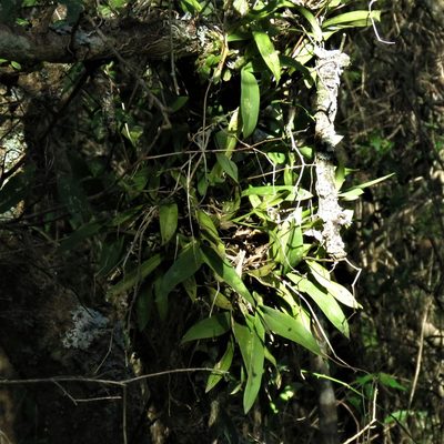 Gomesa bifolia, photographed by Gustavo Puente
