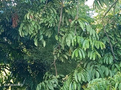 Pometia pinnata, photographed by Ong Jyh Seng