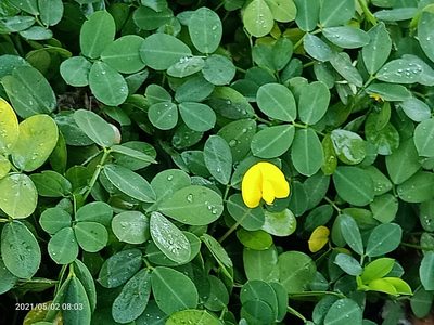 Arachis pintoi, photographed by Ong Jyh Seng
