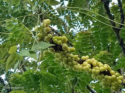 Phyllanthus acidus, photographed by Ong Jyh Seng