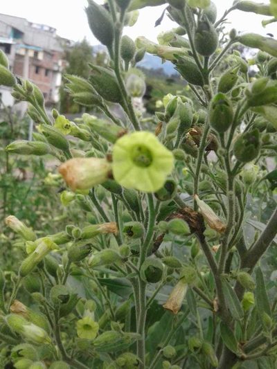 Nicotiana rustica, photographed by Alejandro Alfredo Aguirre