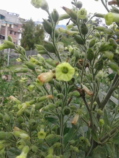 Nicotiana rustica, photographed by Alejandro Alfredo Aguirre