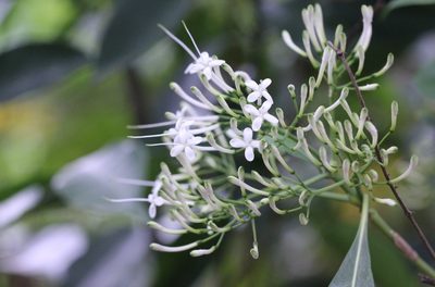 Pavetta hongkongensis, photographed by Agnes Trekker