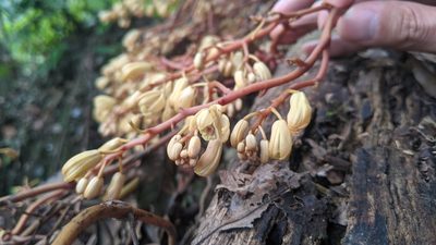 Erythrorchis altissima, photographed by Cheng-Te Hsu