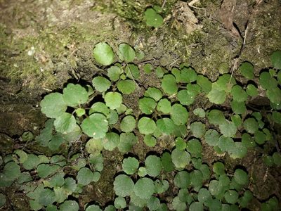 Australina pusilla, photographed by naturewatchwidow