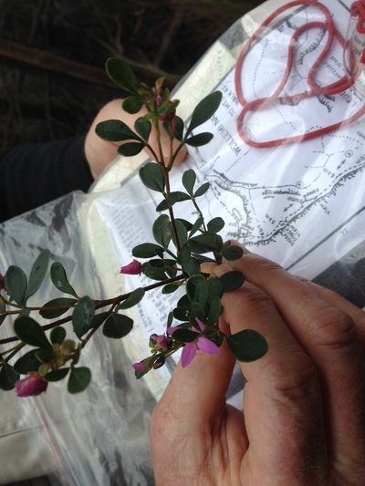 Boronia rubiginosa, photographed by ronavery