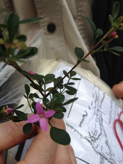 Boronia rubiginosa, photographed by ronavery