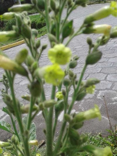 Nicotiana rustica, photographed by Alejandro Alfredo Aguirre