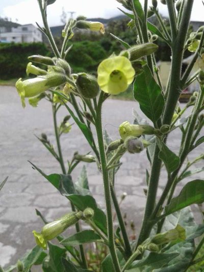 Nicotiana rustica, photographed by Alejandro Alfredo Aguirre