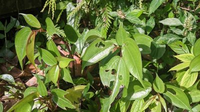 Pilea plataniflora, photographed by Cheng-Te Hsu