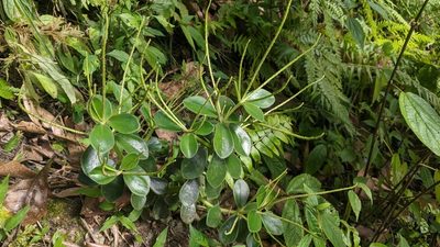 Peperomia japonica, photographed by Cheng-Te Hsu
