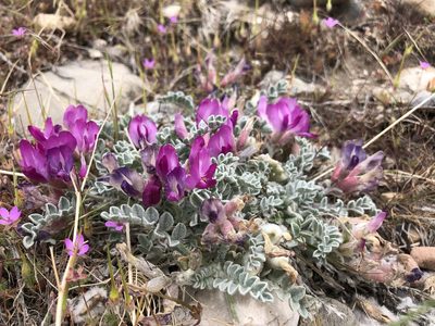 Astragalus utahensis, photographed by Ellen Eiriksson