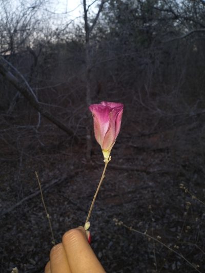 Gossypium aridum, photographed by Juan Cruzado Cortés