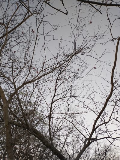 Gossypium aridum, photographed by Juan Cruzado Cortés