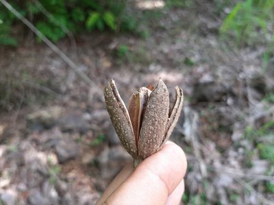 Cedrela odorata, photographed by Francis Pérez