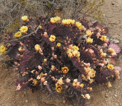 Opuntia azurea, photographed by Laura Gaudette