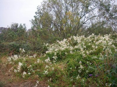 Fallopia aubertii, photographed by purperlibel