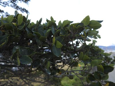 Nothofagus betuloides, photographed by María Regina Silva