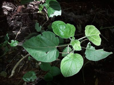 Solanum betaceum, photographed by naturewatchwidow