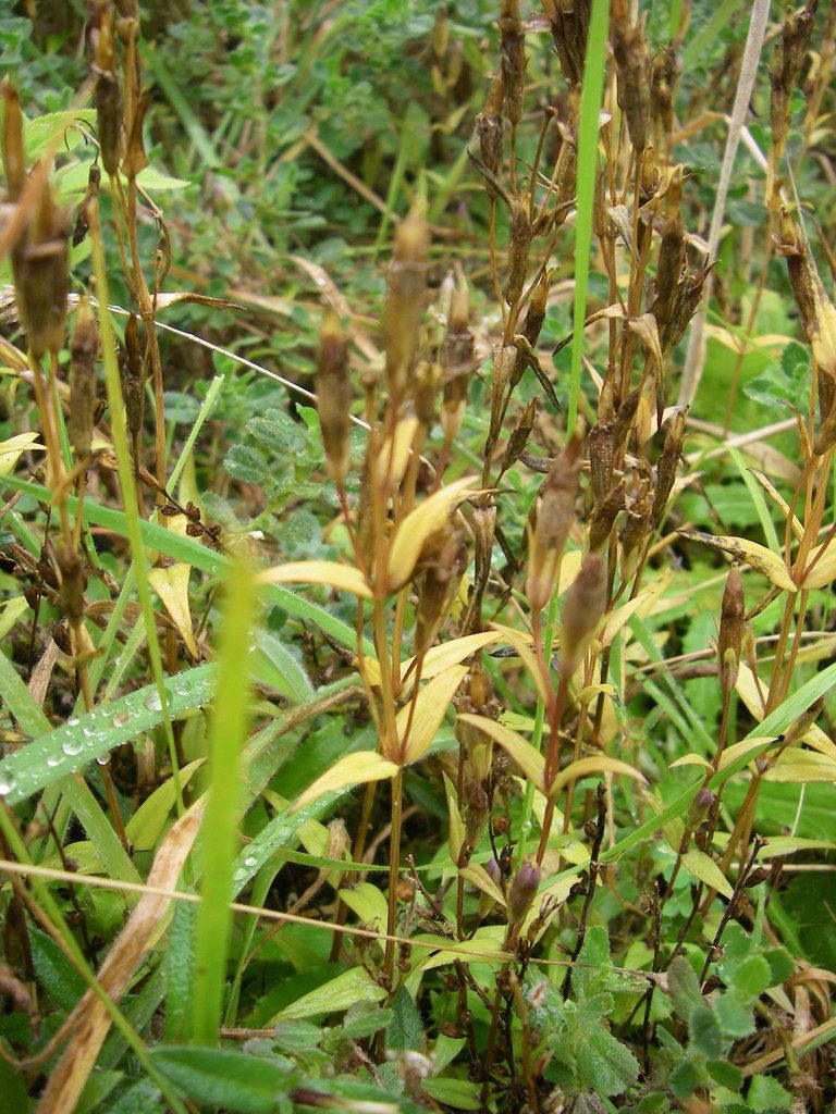 Gentianella uliginosa, photographed by purperlibel