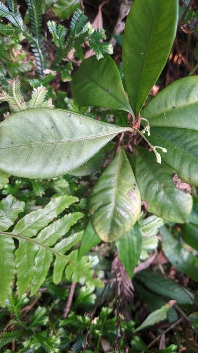 Ardisia cymosa, photographed by Cheng-Te Hsu
