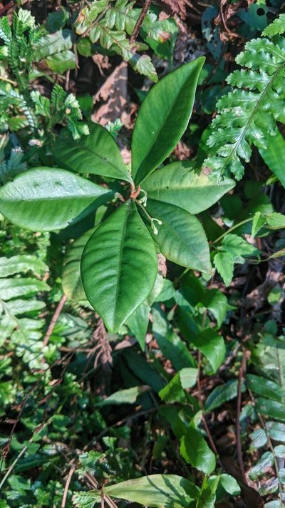 Ardisia cymosa, photographed by Cheng-Te Hsu